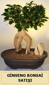 thal Ginseng bonsai sat japon aac  Bursa iek siparii sitesi 