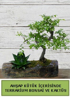 Ahap ktk bonsai kakts teraryum  Bursa internetten iek siparii 