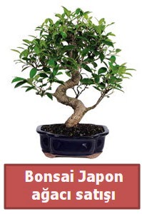 Japon aac bonsai sat  Bursa iek siparii sitesi 