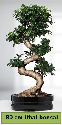 80 cm zel saksda bonsai bitkisi  Bursa ieki telefonlar 