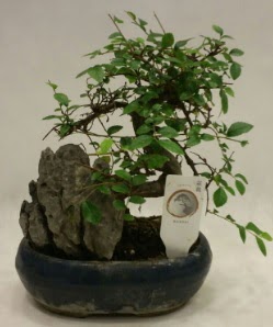 thal 1.ci kalite bonsai japon aac  Bursa iek sat 
