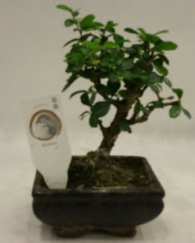 Kk minyatr bonsai japon aac  Bursa iek gnderme 
