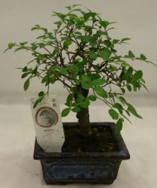 Minyatr ithal japon aac bonsai bitkisi  Bursa iek sat 