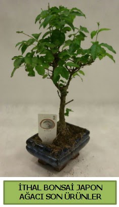 thal bonsai japon aac bitkisi  Bursa hediye sevgilime hediye iek 