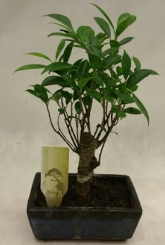Japon aac bonsai bitkisi sat  Bursa ieki telefonlar 