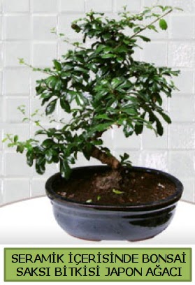 Seramik vazoda bonsai japon aac bitkisi  Bursa iek siparii sitesi 