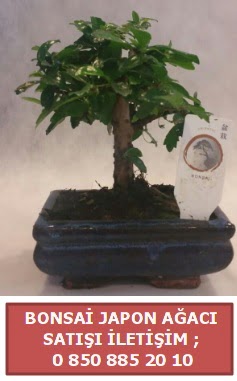 Japon aac minyar bonsai sat  Bursa iek sat 