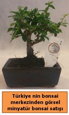 Japon aac bonsai sat ithal grsel  Bursa iek yolla 