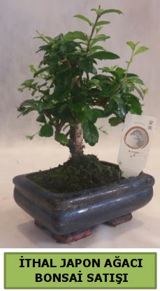 thal japon aac bonsai bitkisi sat  Bursa ieki telefonlar 