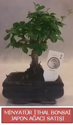 Kk grsel bonsai japon aac bitkisi  Bursa iek , ieki , iekilik 