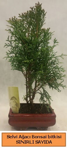 Selvi aac bonsai japon aac bitkisi  Bursa iek sat 