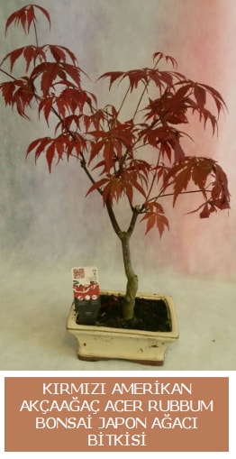 Amerikan akaaa Acer Rubrum bonsai  Bursa uluslararas iek gnderme 