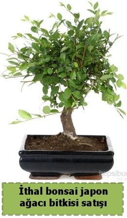 thal bonsai saks iei Japon aac sat  Bursa nternetten iek siparii 