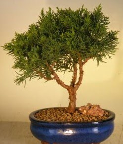 Servi am bonsai japon aac bitkisi  Bursa iek yolla 