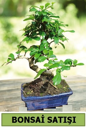 am bonsai japon aac sat  Bursa iek sat 