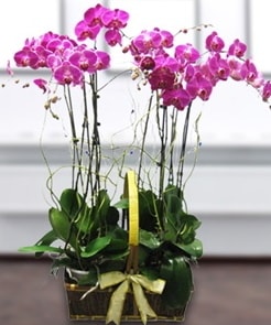 7 dall mor lila orkide  Bursa iek gnderme sitemiz gvenlidir 