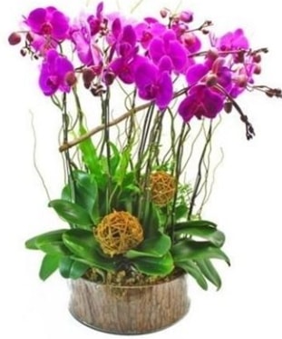 Ahap ktkte lila mor orkide 8 li  Bursa internetten iek sat 