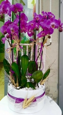 Seramik vazoda 4 dall mor lila orkide  Bursa online iek gnderme sipari 