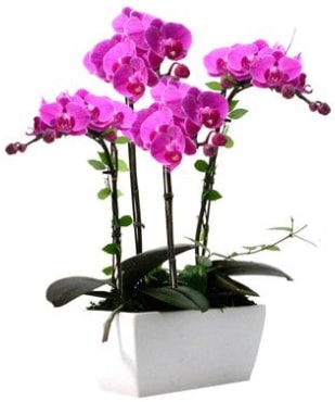Seramik vazo ierisinde 4 dall mor orkide  Bursa iek sat 