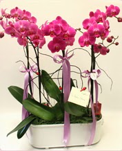 Beyaz seramik ierisinde 4 dall orkide  Bursa ucuz iek gnder 
