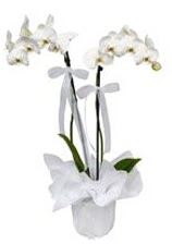 2 dall beyaz orkide  Bursa gvenli kaliteli hzl iek 
