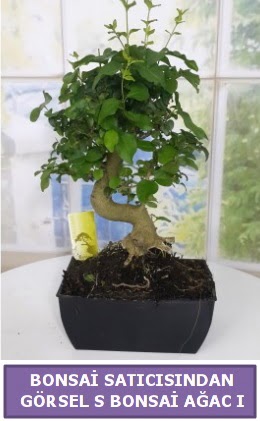 S dal erilii bonsai japon aac  Bursa iek sat 