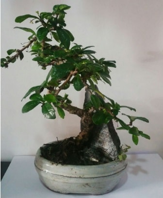 S eklinde ithal bonsai aac  Bursa iek yolla 