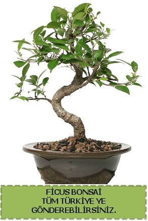 Ficus bonsai  Bursa iek gnderme sitemiz gvenlidir 