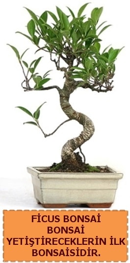 Ficus bonsai 15 ile 25 cm arasndadr  Bursa iek yolla 