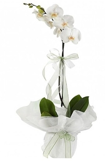 Tekli Beyaz Orkide  Bursa hediye iek yolla 