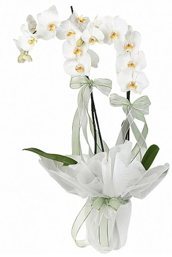 ift Dall Beyaz Orkide  Bursa anneler gn iek yolla 