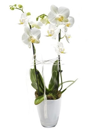 2 dall beyaz seramik beyaz orkide sakss  Bursa iek gnderme sitemiz gvenlidir 