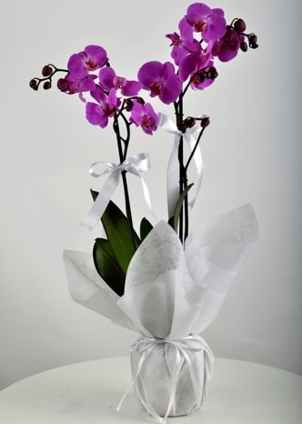 ift dall saksda mor orkide iei  Bursa iek siparii vermek 