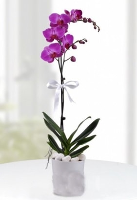 Tek dall saksda mor orkide iei  Bursa iekiler 