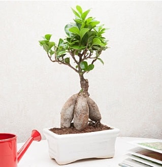 Exotic Ficus Bonsai ginseng  Bursa iek servisi , ieki adresleri 