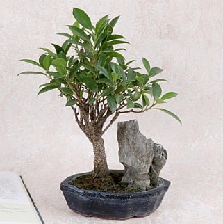 Japon aac Evergreen Ficus Bonsai  Bursa iek gnderme sitemiz gvenlidir 