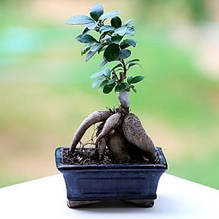 Marvellous Ficus Microcarpa ginseng bonsai  Bursa iek siparii vermek 