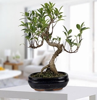 Gorgeous Ficus S shaped japon bonsai  Bursa yurtii ve yurtd iek siparii 