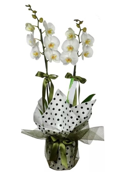 ift Dall Beyaz Orkide  Bursa 14 ubat sevgililer gn iek 