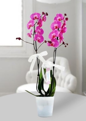 ift dall mor orkide  Bursa iekiler 