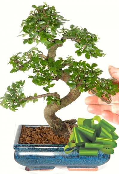 Yaklak 25 cm boyutlarnda S bonsai  Bursa iek siparii sitesi 