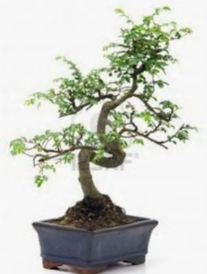 S gvde bonsai minyatr aa japon aac  Bursa iek sat 