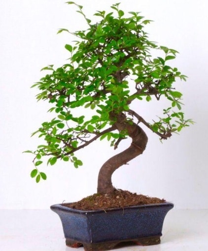 S gvdeli bonsai minyatr aa japon aac  Bursa iek gnderme sitemiz gvenlidir 