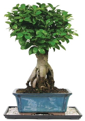 Bonsai Ginsing Grafted Ficus Bonsai  Bursa iek yolla 