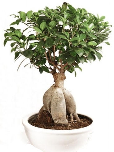 Ginseng bonsai japon aac ficus ginseng  Bursa nternetten iek siparii 